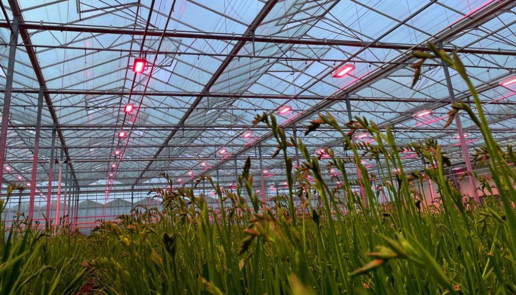 Dutch-Growing-Solutions_LED_Signify_Pic.01